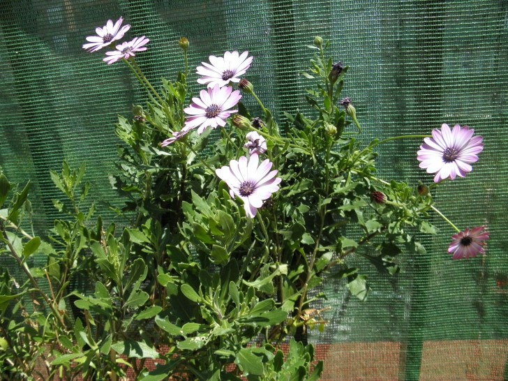 planta flores lilas