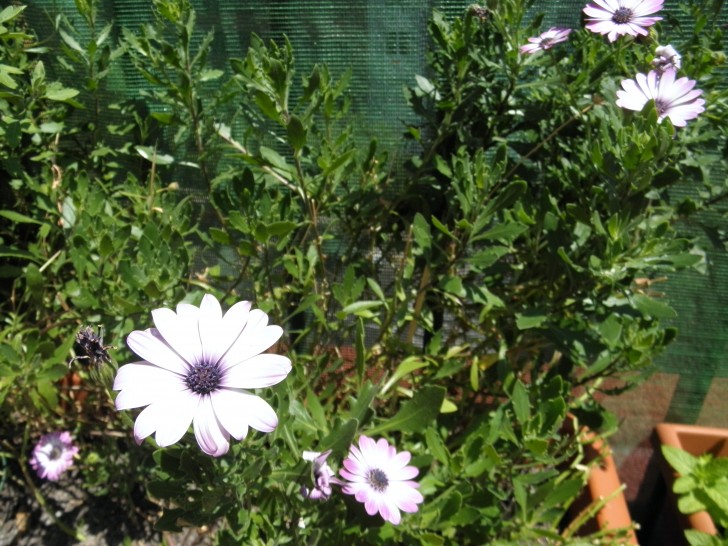 planta flores lilas margarita